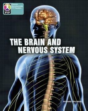 Imagem de BRAIN AND NERVOUS SYSTEM 6 PACK