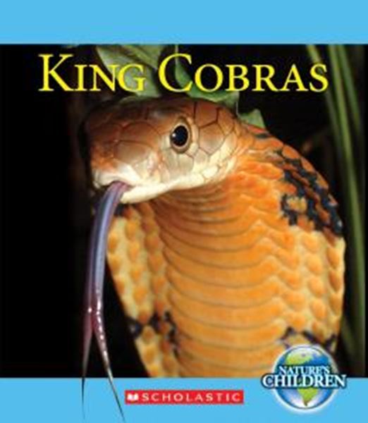 Picture of KING COBRAS