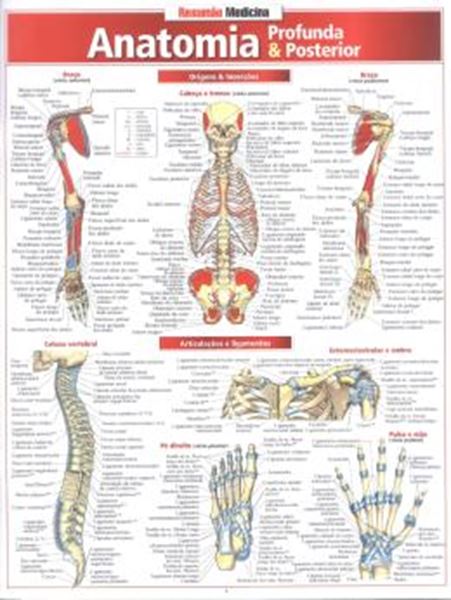 Picture of RESUMAO - ANATOMIA PROFUNDA  POSTERIOR