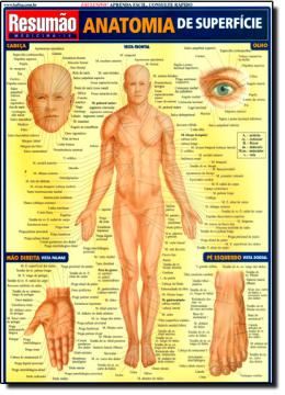 Imagem de RESUMAO - ANATOMIA SUPERFICIAL