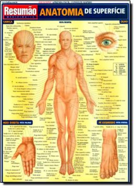 Picture of RESUMAO - ANATOMIA SUPERFICIAL