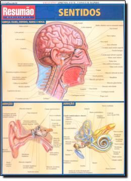 Imagem de RESUMAO - SENTIDOS