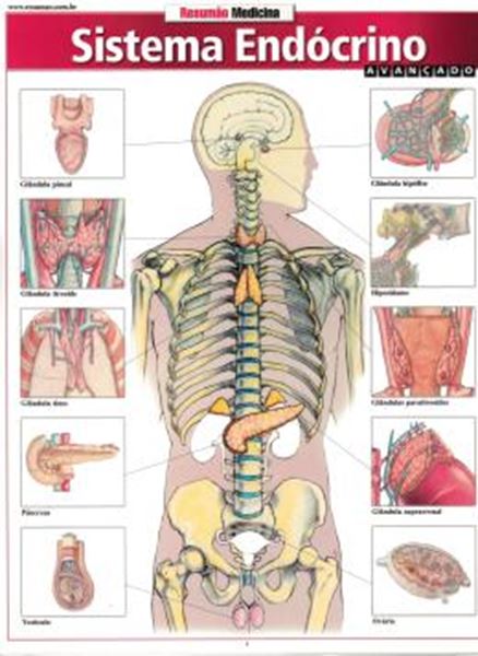 Picture of RESUMAO - SISTEMA ENDOCRINO AVANCADO