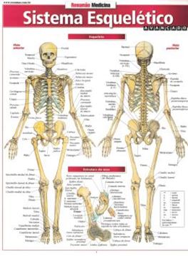 Imagem de RESUMAO - SISTEMA ESQUELETICO AVANCADO