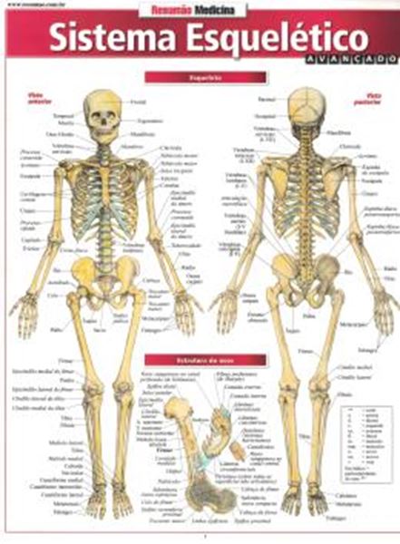 Picture of RESUMAO - SISTEMA ESQUELETICO AVANCADO
