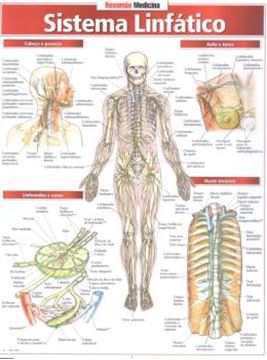 Imagem de RESUMAO - SISTEMA LINFATICO