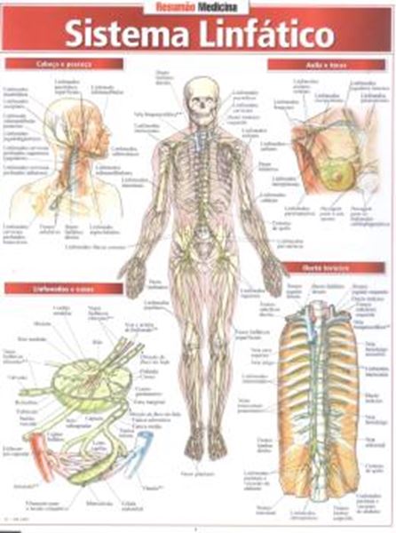 Picture of RESUMAO - SISTEMA LINFATICO