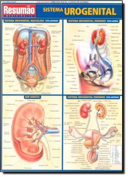 Imagem de RESUMAO - SISTEMA UROGENITAL