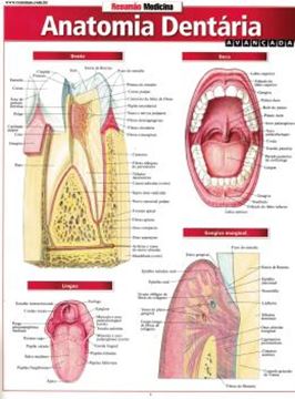 Imagem de RESUMAO - ANATOMIA DENTARIA AVANCADA