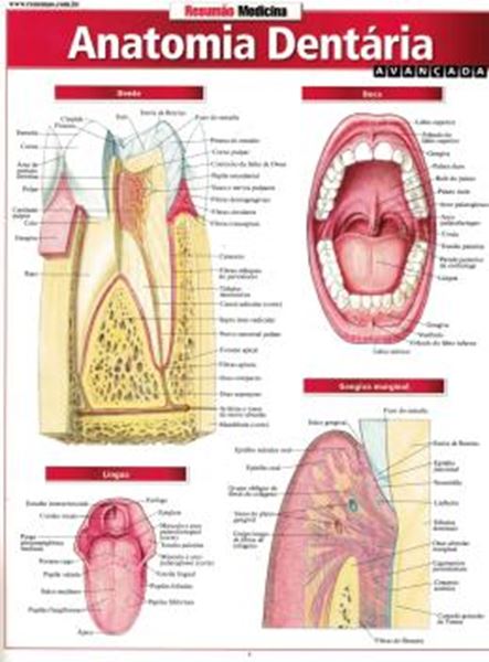 Picture of RESUMAO - ANATOMIA DENTARIA AVANCADA