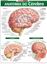 Imagem de RESUMAO - ANATOMIA DO CEREBRO