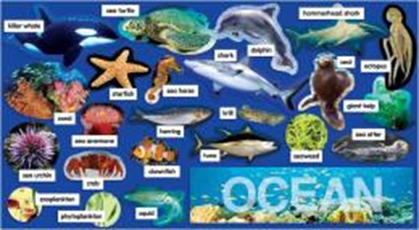 Picture of OCEANS PLANTS & ANIMALS MINI BULLETIN BOARD
