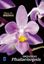 Imagem de ORQUIDEAS PHALAENOPSIS - MESTRE DAS ORQUIDEAS - VOLUME 23